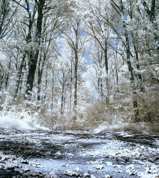Infrarossi foresta panoramica foto foglie terra Foto d'archivio © ldambies