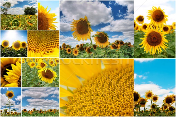 Sunflowers collage Stock photo © ldambies