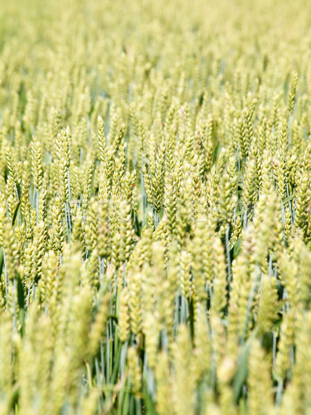 Jovem campo de trigo raso natureza campo verde Foto stock © ldambies