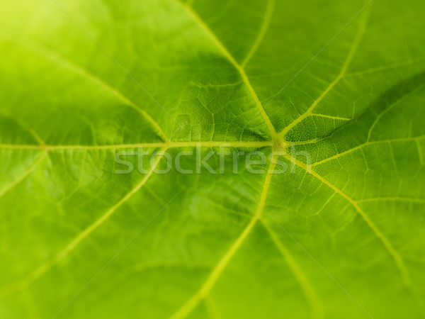 Leaf macro Stock photo © ldambies