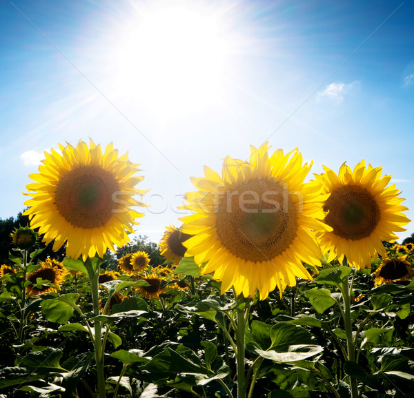 Sunflower  field under the sun Stock photo © ldambies
