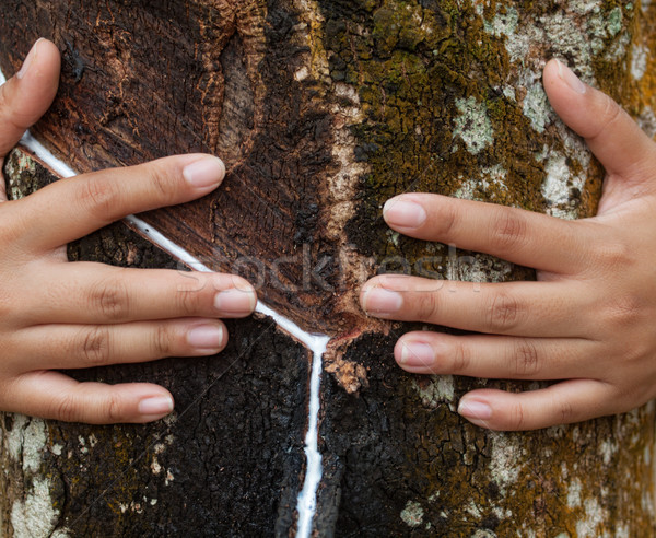 Rubber tree plantation Stock photo © ldambies