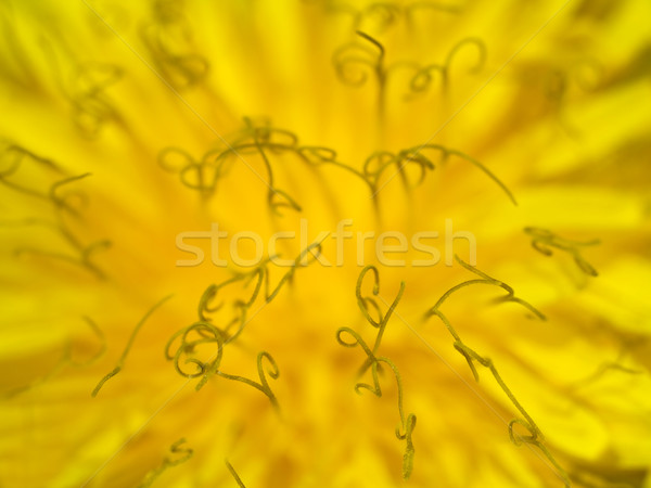 Păpădie extremă macro stigmat polen particulele Imagine de stoc © ldambies