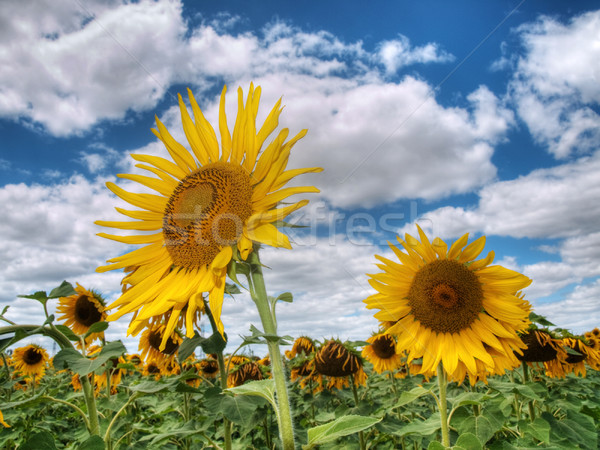 Słonecznika dziedzinie piękna Błękitne niebo chmury hdr Zdjęcia stock © ldambies