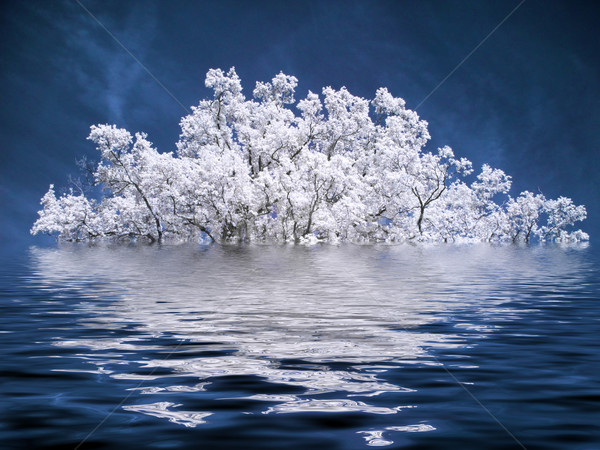 красивой белый дерево фотография воды Сток-фото © ldambies