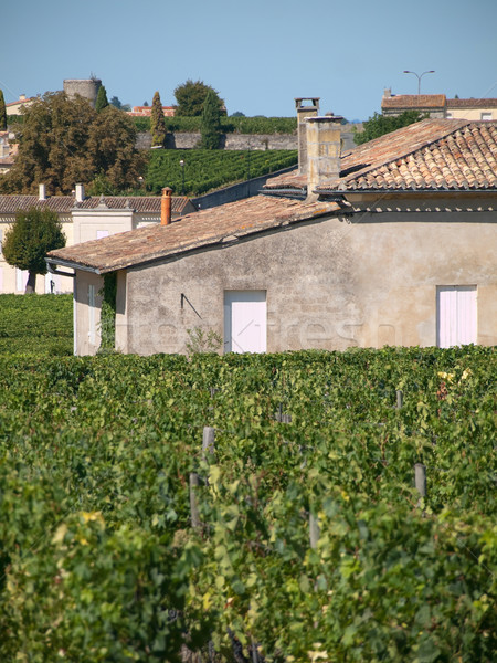 дома святой вино листьев завода винограда Сток-фото © ldambies