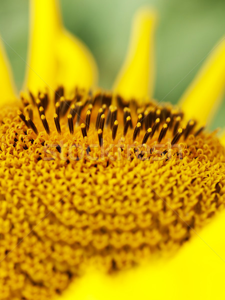 Floarea-soarelui macro frumos frumuseţe plantă proaspăt Imagine de stoc © ldambies