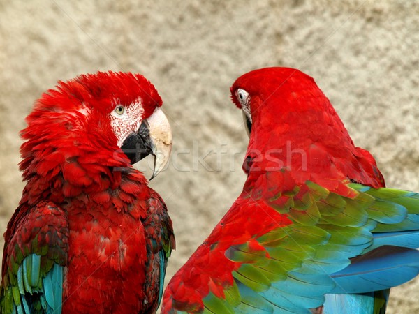 пару два красочный зеленый Перу Сток-фото © ldambies