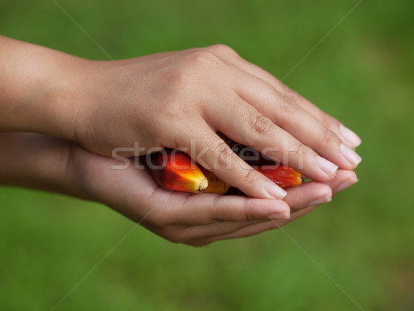 Oil palm fruits Stock photo © ldambies