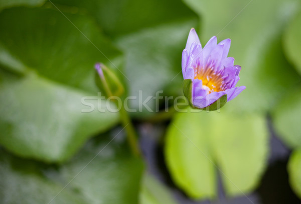 Water lily Stock photo © ldambies