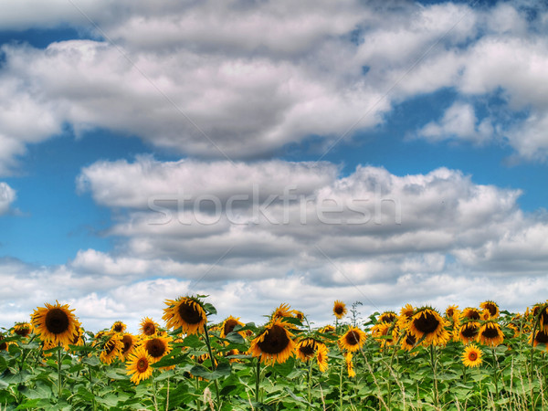 Słonecznika dziedzinie piękna Błękitne niebo chmury hdr Zdjęcia stock © ldambies