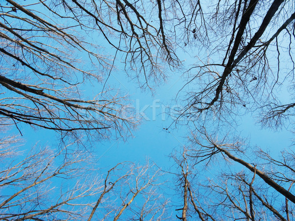 Trees  canopy Stock photo © ldambies