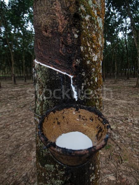 Gumy drzewo plantacja lateks kubek Zdjęcia stock © ldambies