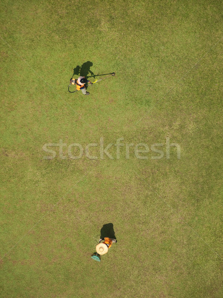 Foto stock: Aves · vista · dos · de · trabajo · hierba · Malasia