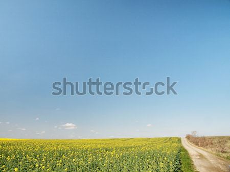 Dziedzinie wiosną Błękitne niebo drogowego kwiat Zdjęcia stock © ldambies