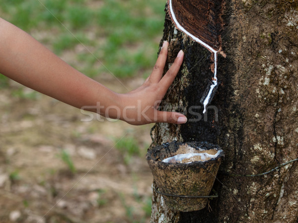 Gumy drzewo plantacja asian kobieta dotknąć Zdjęcia stock © ldambies