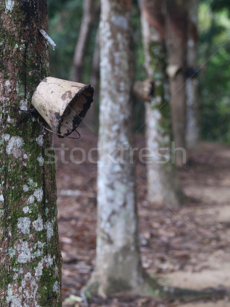 Latex pădure cupe sud creştere Imagine de stoc © ldambies