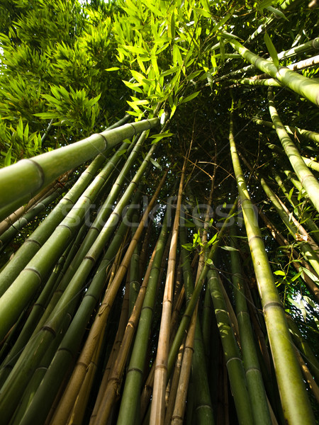 Bambu ağaçlar zemin görmek çim orman Stok fotoğraf © ldambies