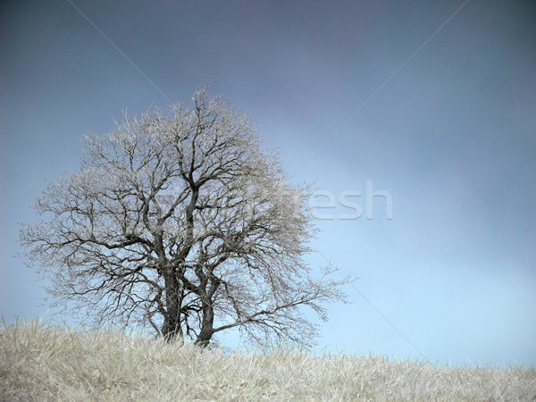 Infrarossi panorama isolato albero primavera cielo Foto d'archivio © ldambies