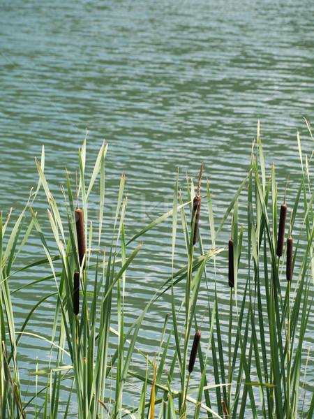 Stand of green cattails Stock photo © ldambies