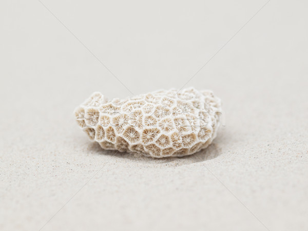 Korall tengerpart közelkép gyönyörű fehér homokos tengerpart Stock fotó © ldambies