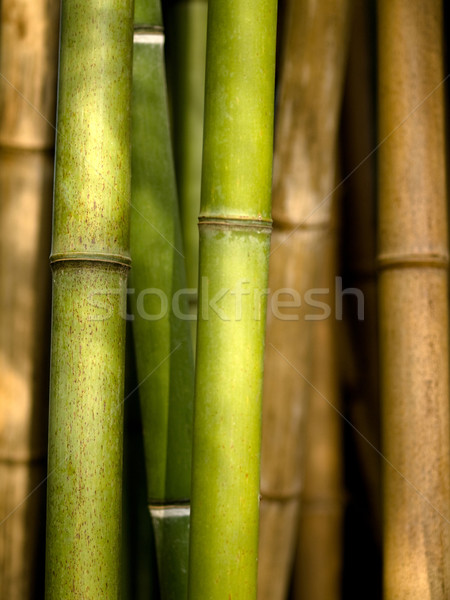 Bamboo shoots Stock photo © ldambies