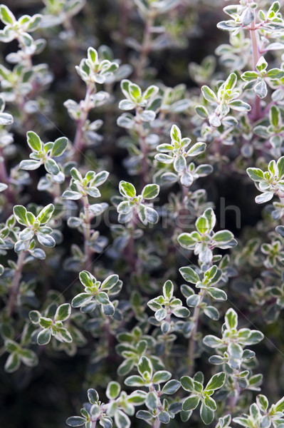 thyme herb growing Stock photo © leeavison