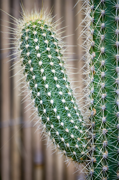 Kaktus saftig grünen Pflanzen Hintergrund Spaß Stock foto © leeavison