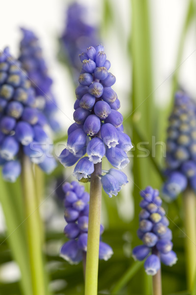 muscari or grape hyacinth Stock photo © leeavison