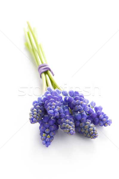 Winogron hiacynt odizolowany biały kwiaty fioletowy Zdjęcia stock © leeavison