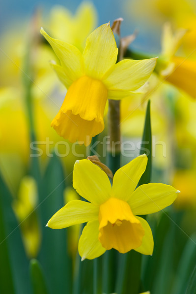 Stockfoto: Narcissen · ondiep · veld