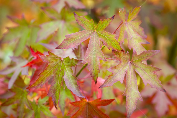 autumnal liquidambar leaves Stock photo © leeavison