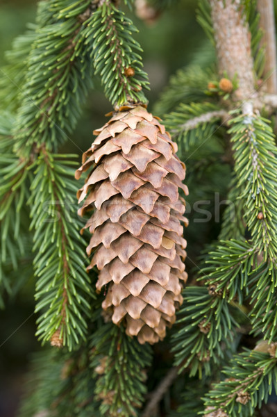 pine cone Stock photo © leeavison
