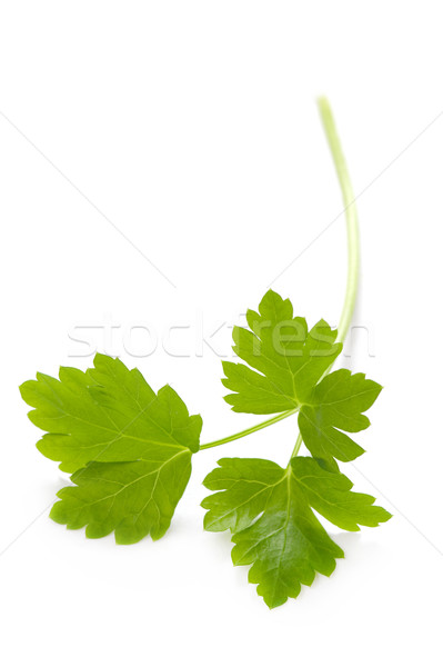 flat leaf parsley isolated Stock photo © leeavison