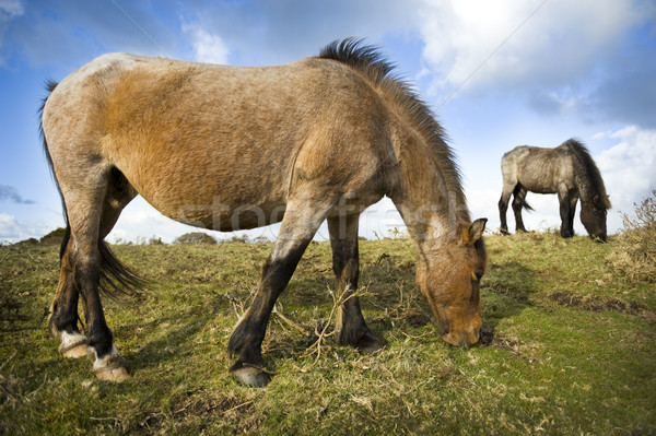 Dartmoor Pony Stock photo © leeavison
