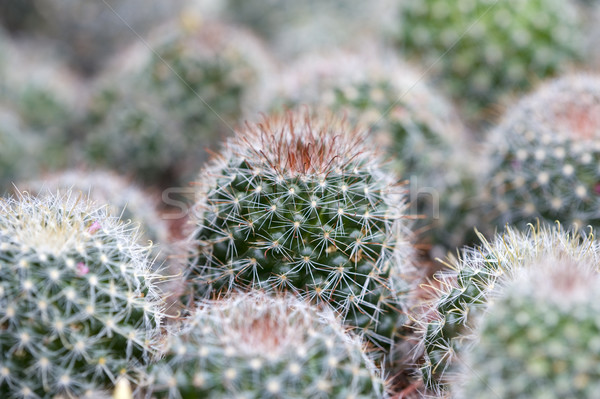 cactus Stock photo © leeavison
