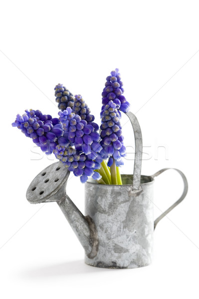 muscari or grape hyacinth Stock photo © leeavison