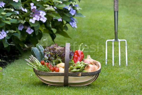 Warzyw domu dorosły koszyka Zdjęcia stock © leeavison