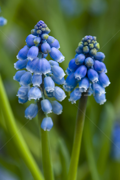 grape hyacinth or muscari Stock photo © leeavison