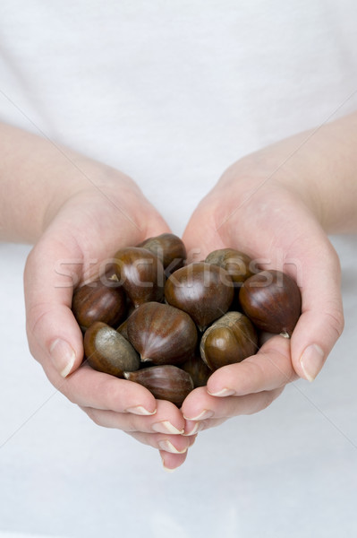 hands holding sweet chestnuts Stock photo © leeavison