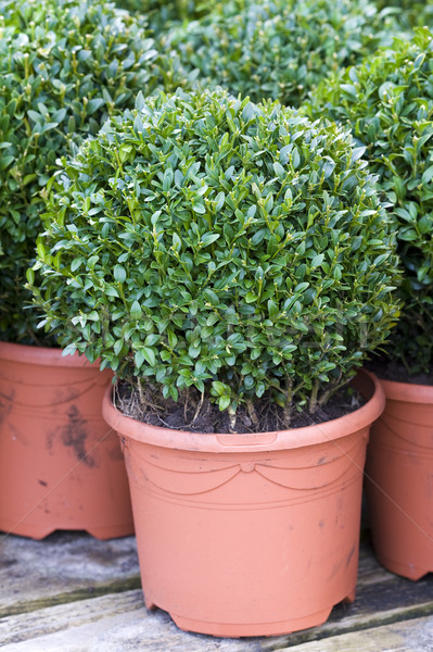 buxus sempervirens  Stock photo © leeavison