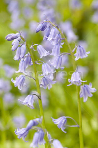 Tubylec angielski kwiat niebieski piękna świeże Zdjęcia stock © leeavison