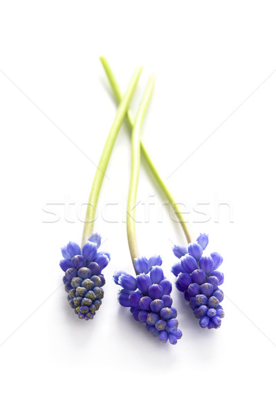 ブドウ ヒヤシンス 孤立した 白 花 紫色 ストックフォト © leeavison