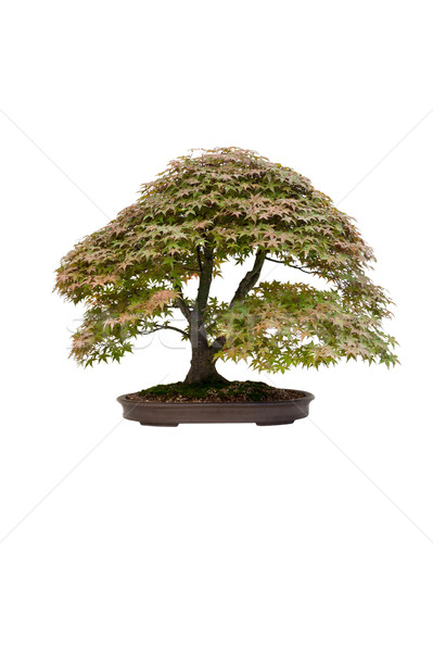 japanese maple acer bonsai tree isolated  Stock photo © leeavison