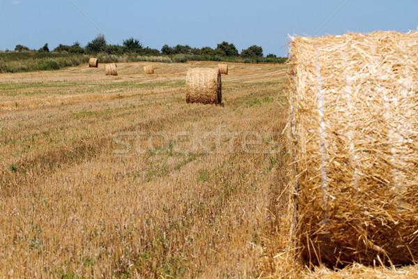 Fieno campagna perfetto cielo erba Foto d'archivio © leedsn