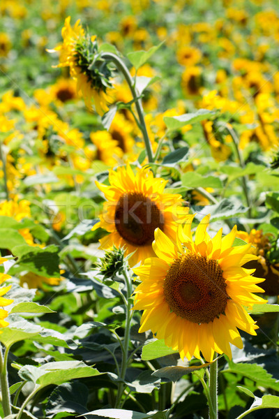 Sunflowers field Stock photo © leedsn