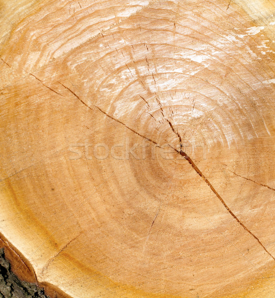 wooden texture Stock photo © leedsn