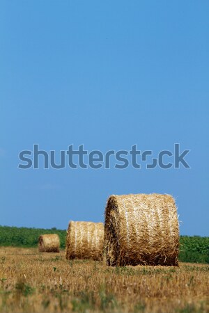 Fan perfect cer iarbă Imagine de stoc © leedsn