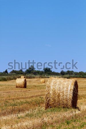 Széna vidék tökéletes napos idő égbolt fű Stock fotó © leedsn