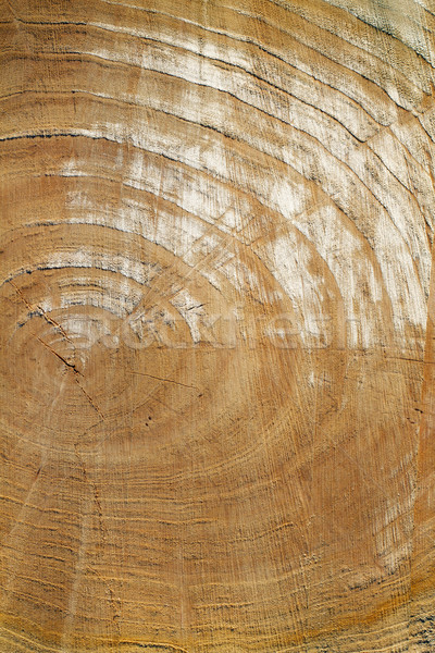 wooden texture Stock photo © leedsn